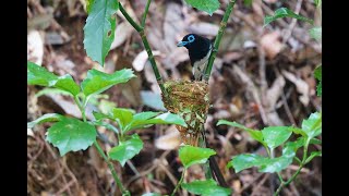 ★貴重映像★　サンコウチョウ(三光鳥)のペアの給餌　７月２０日　～ Pair of Japanese Paradise Flycatcher feeding ～