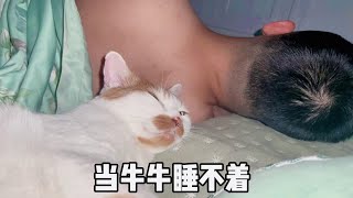 睡不着就撩闲🤣#戏精猫 #戏精猫咪的日常