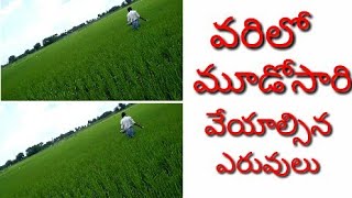 వరి లో మూడో సారి వేయవలసిన ఎరువులు 3rd time fertilizer paddy#telangana