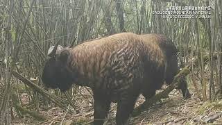 Rare Gaoligong takins at high altitude in SW China’s Yunnan