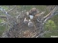 elder eaglet does not share breakfast with young siblings swfl eagles jan 3 2025