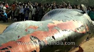 Tragic and rare: Dead whale washed up at Juhu beach in Mumbai