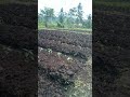 Tanaman Cabe di lahan gambut tanpa mulsa tumbuh dengan subur