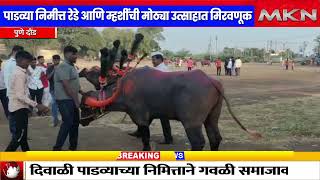 पाडव्या निमीत्त रेडे आणि म्हशींची मोठ्या उत्साहात मिरवणूक || MKN MARATHI NEWS ||