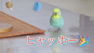 築3年のケージの修理が完成し喜ぶインコ🐥関西弁のくーちゃん🐥