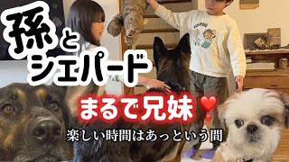 シェパードの家族愛ってすごいね💕孫と過ごす姿はまるで兄妹😆【ジャーマンシェパード】