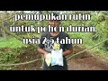 PEMUPUKAN POHON DURIAN USIA 2.5 TAHUN #kebundurian #kebundurianmusangking #kebundurianbawor