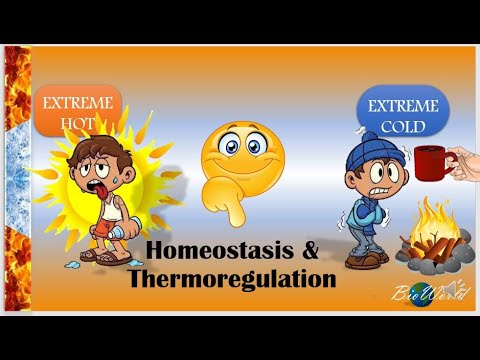 Biology STPM: Homeostasis & Thermoregulation - YouTube