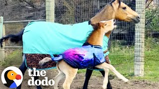 Horse Rescued From Kill-Pen Has The Goofiest Baby Days Later | The Dodo