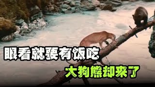 美洲狮捕杀一只小熊，眼看就要得手，危难时刻，大熊来了【张叫兽说兽】