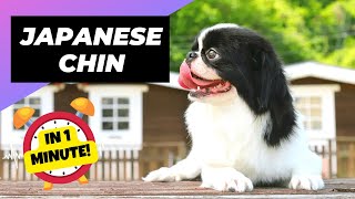 Japanese Chin - In 1 Minute! 🐶 One Of The Laziest Dog Breeds In The World | 1 Minute Animals