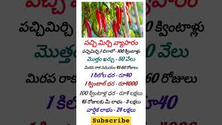 పచ్చి మిర్చి వ్యాపారం #business #tips #telugu #shortvideo #shorts #trending #ytshorts #mirchi #ideas