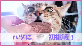 【あご外れそう】フリーズドライのハツに初挑戦する猫！