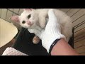 ゴーストマークがキュートな白猫の子猫！シャー威嚇はもう卒業！保護猫と仲良くなる方法！保護猫がなつくまでには少し時間が掛かりますがその過程が楽しいんです