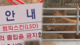 평택 이어 강원 양양 한우 농장서도 럼피스킨 발생 / 연합뉴스TV (YonhapnewsTV)