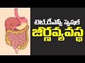 TET & DSC Biology ||digestive system ||TELUGU