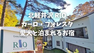 【犬連れ♡草津・北軽井沢2泊3日④お宿編】北軽井沢RIOカーロ・フォレスタへ宿泊レポート♪愛犬と泊まれるお宿/ビリヤードで遊ぶ🎱多目的ルーム