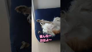 今朝の大型犬はるぽん🐶#shorts#大型犬#ボルゾイ