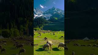 Sonmarg kashmir 2024 #mountains #nature #viral #trendingshorts #shortvideos #shortsfeed