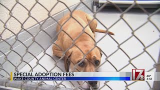 Special adoption fees in Wake County