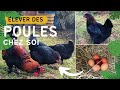 Élever des poules chez soi ! (Conseils,astuces) pour débutants