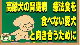 【高齢犬の腎臓病】療法食を食べない愛犬と向き合うための考え方と工夫