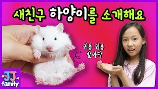 새로운 햄스터 친구 하양이를 소개합니다. 생생한 입양과정 중계 브이로그~ 골든 햄스터 사육장 세팅 꾸미기 [제이제이 패밀리-JJ Fam]