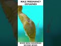 male pregnancy explained when male seahorses become moms