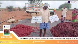 Farmer success Sarpan-102 #dabbi #byadigechilli | Call : 8884448098 | #agriculturelife #seeds