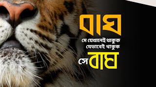 বাঘ যেখানেই থাকুক যেভাবেই থাকুক সে বাঘ। Royal Bengal Tiger.