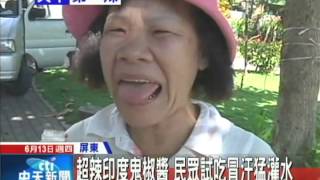 20130613中天新聞　毒蠍椒！比一般辣椒辣200倍　沒人敢嘗試