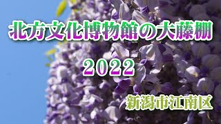 北方文化博物館の大藤棚 2022