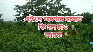 গভীৰ অৰণ্য মাজত বাঘ ৰ লগত কি হল