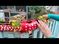 beautiful garden making with pvc pipe pvc പൈപ്പിൽ അടിപൊളി ഗാർഡൻ സെറ്റ് ചെയ്യാം