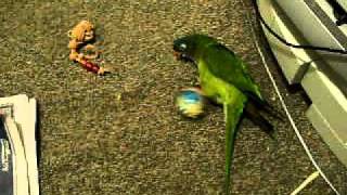 Blue Crowned Conure Playing