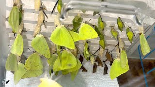 RAISING LOTS OF BUTTERFLIES - PINK SPOTTED SULPHURS