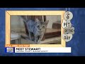 pet of the day meet stewart