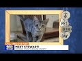 pet of the day meet stewart