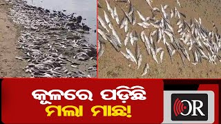 କୂଳରେ ପଡ଼ିଛି ମଲା ମାଛ ! | Odisha Reporter