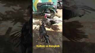 kalkun vs Bangkok