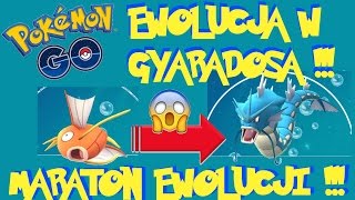 EWOLUCJA W GYARADOSA 98% IV W POKEMON GO !! MARATON EWOLUCJI !!