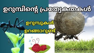 features of Ant| ഉറുമ്പിന്റെ പ്രത്യേകതകൾ.Info win.