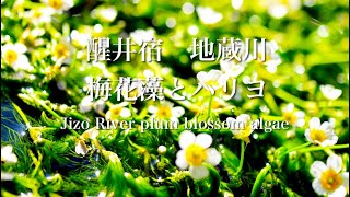 【水中動画４K】梅花藻とハリヨ　醒井宿 地蔵川【リラックス 睡眠 勉強 ASMR】