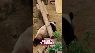 辉宝睡懵了，从桌子上掉下去吓得狗叫……#大熊猫爱宝 #大熊猫辉宝 #爱宝 #辉宝