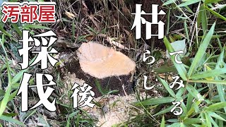 【汚部屋】伐採！伐根できないのなら枯らす方法をやってみる！