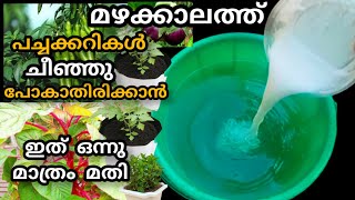 മഴക്കാലത്ത് പച്ചക്കറികൾ ചീഞ്ഞു പോകാതിരിക്കാൻ ഇത്ഒന്ന് മാത്രംമതി |krishi tips| shalus world shalu mon