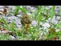 yellow warbler juvenile foraging