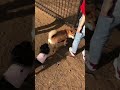 ドッグランでの遊び方がまだよく分かってない豆柴　mameshiba who still doesn t know how to play in a dog run