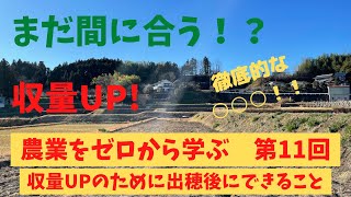 9月が勝負！？目指せ！収量アップ！稲刈りまでにやるべきこと、、、それは徹底した○○〇です！