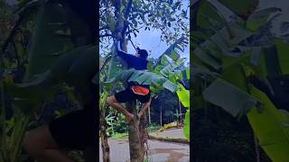 Ngebolang ke kebun ngebungkus buah nangka #ngabolangsunda #kebun #buahnangka